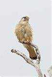 Australian Kestrel